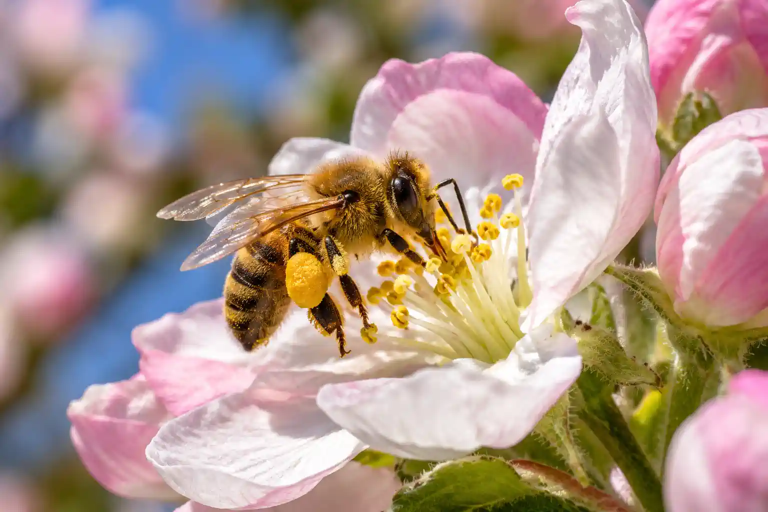 Biene auf einer Blüte
