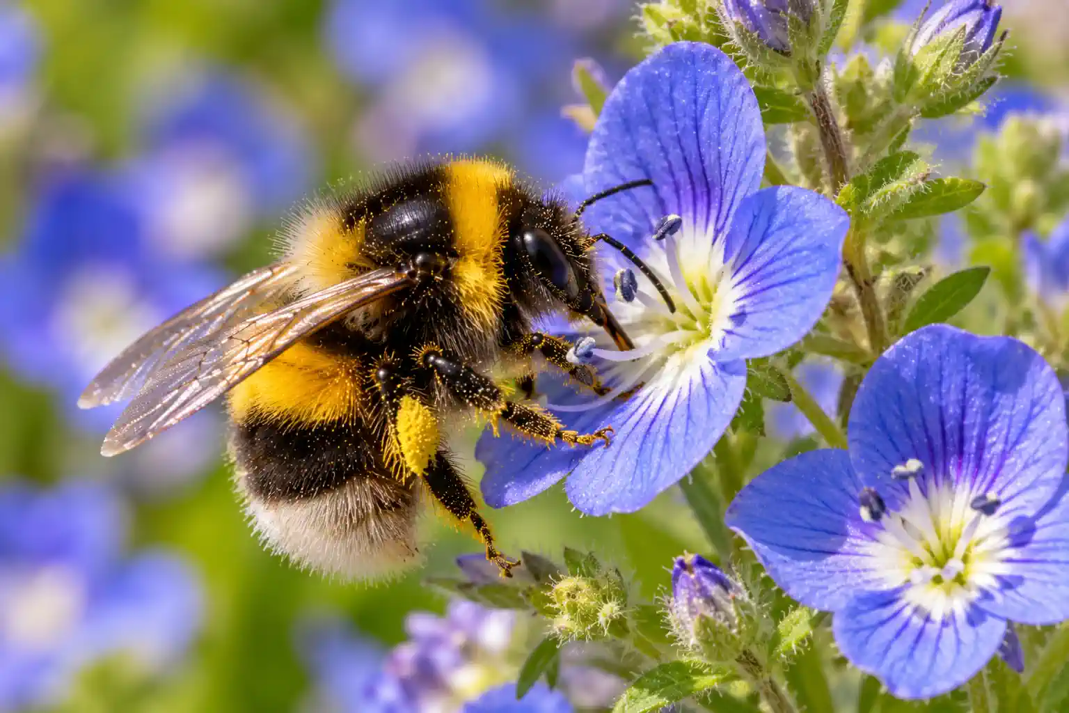 Hummel auf einer Blüte