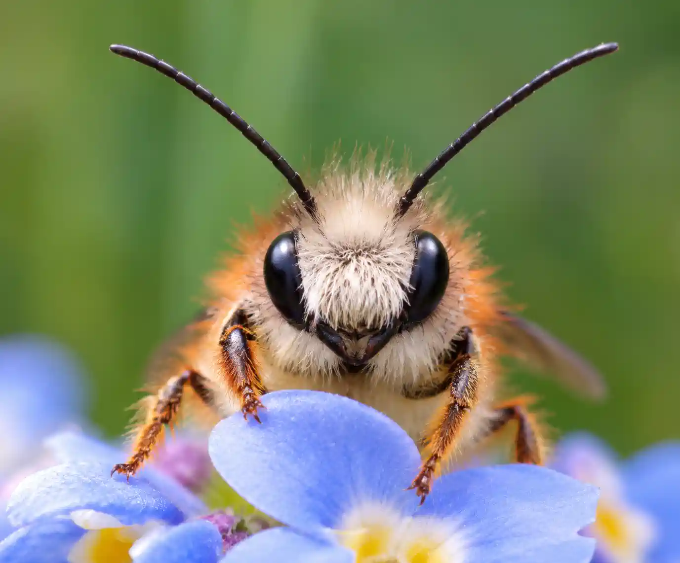 Rostrote Mauerbiene auf einer Blüte