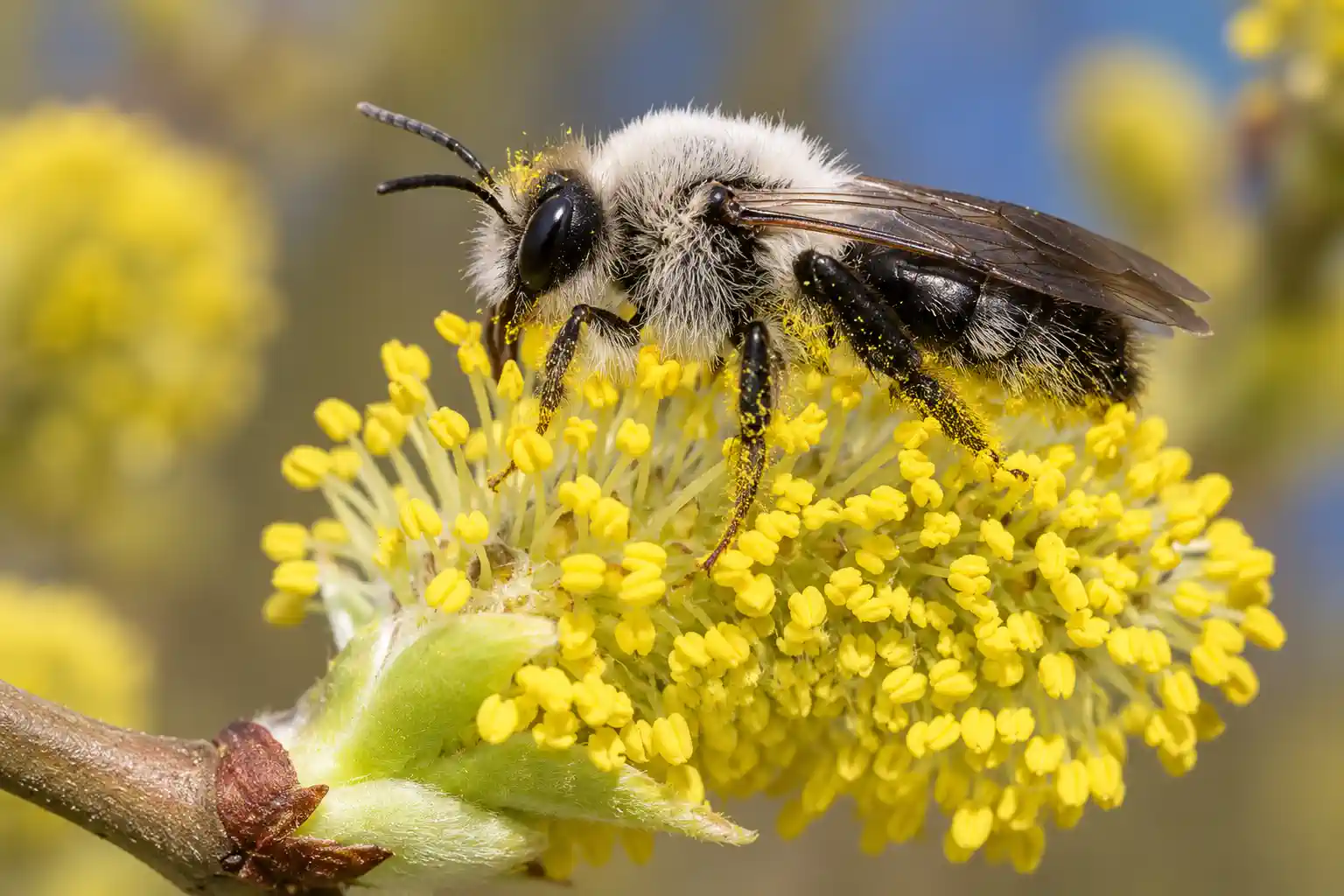 Weiden-Sandbiene an einer Weidenblüte