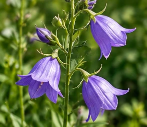 Das Bild zeigt die Blüte der Pflanze