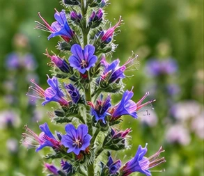 Das Bild zeigt die Blüte der Pflanze