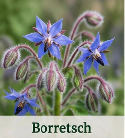 Bild des Borretsch