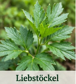 Bild des Liebstöckels