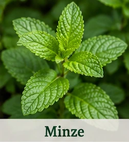 Bild der Minze