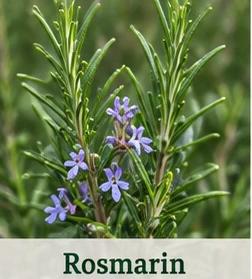 Bild des Rosmarin's