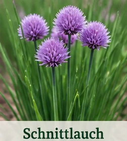 Bild des Schnittlauchs