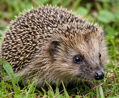 Bild des Nützlings