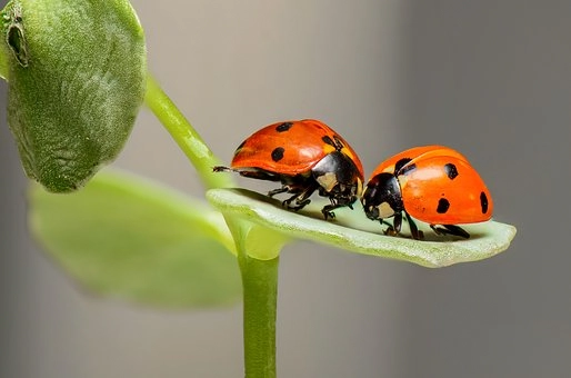 Bild mit zwei Marienkäfer