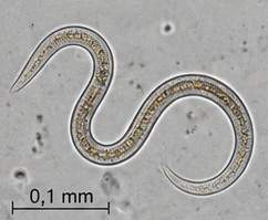 Bild des Nützlings