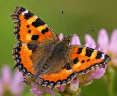 Bild des Nützlings