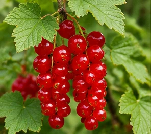 Bild der Frucht