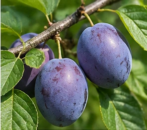 Bild der Frucht