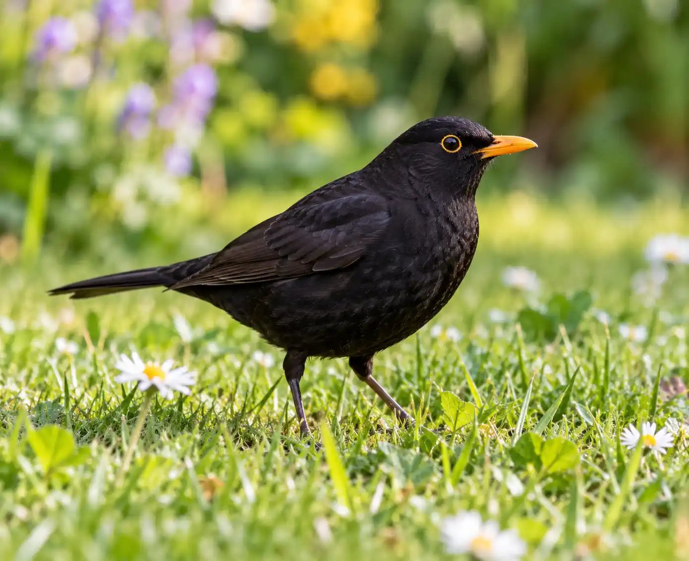 Amsel auf dem Rasen