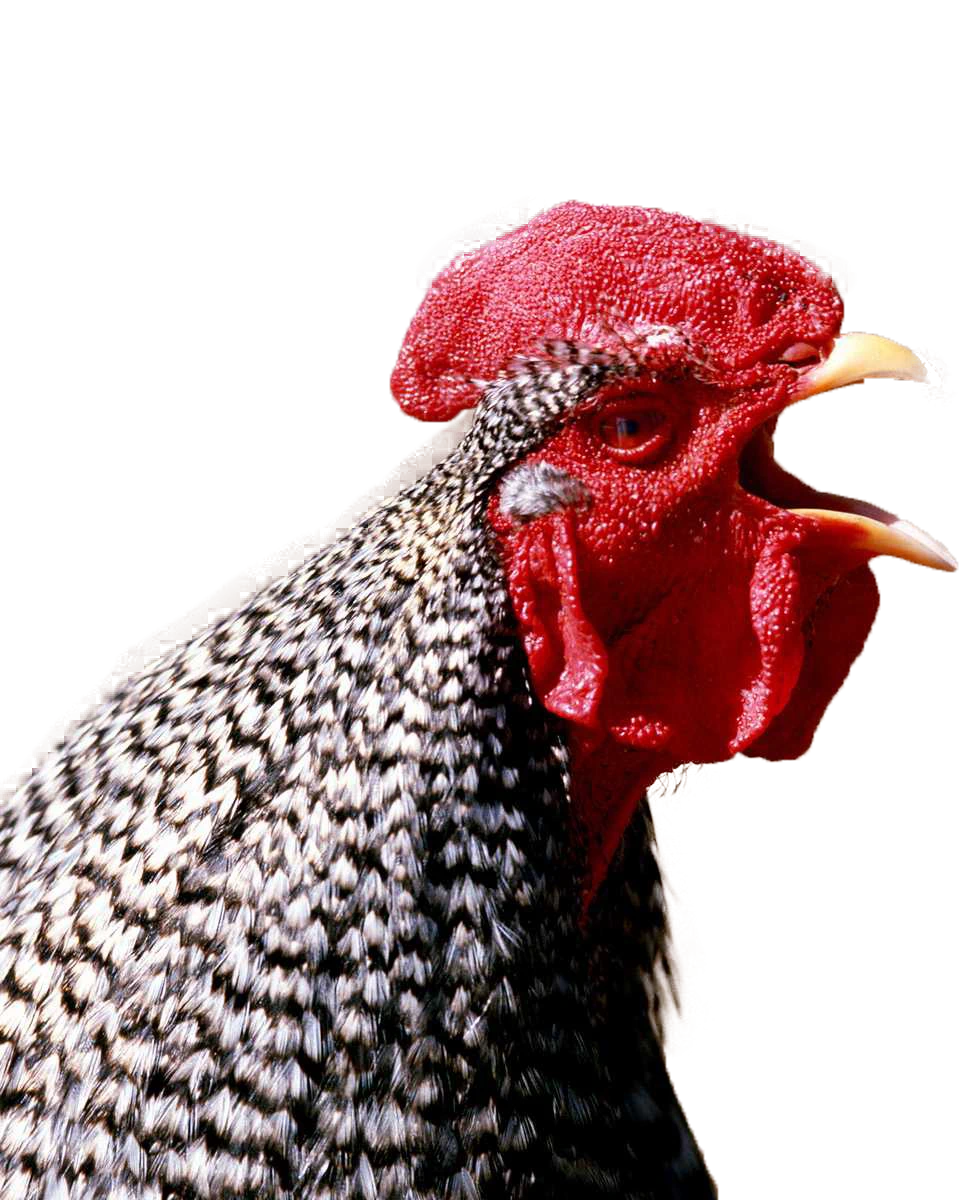 wahrscheinlich ein Amrock-Hahn (Barred Plymouth Rock) oder eine sehr ähnliche gesperberte Rasse