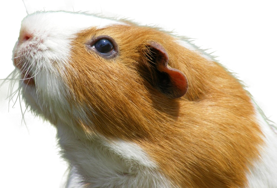 Meerschweinchen kommuniziert